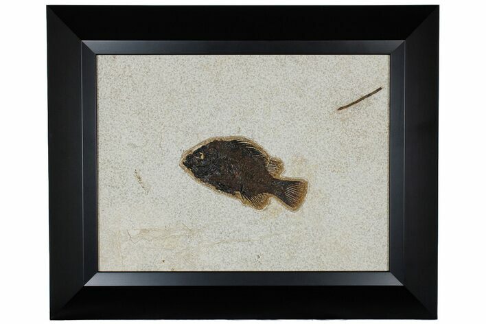 Framed Fossil Fish (Cockerellites) - Wyoming #177300